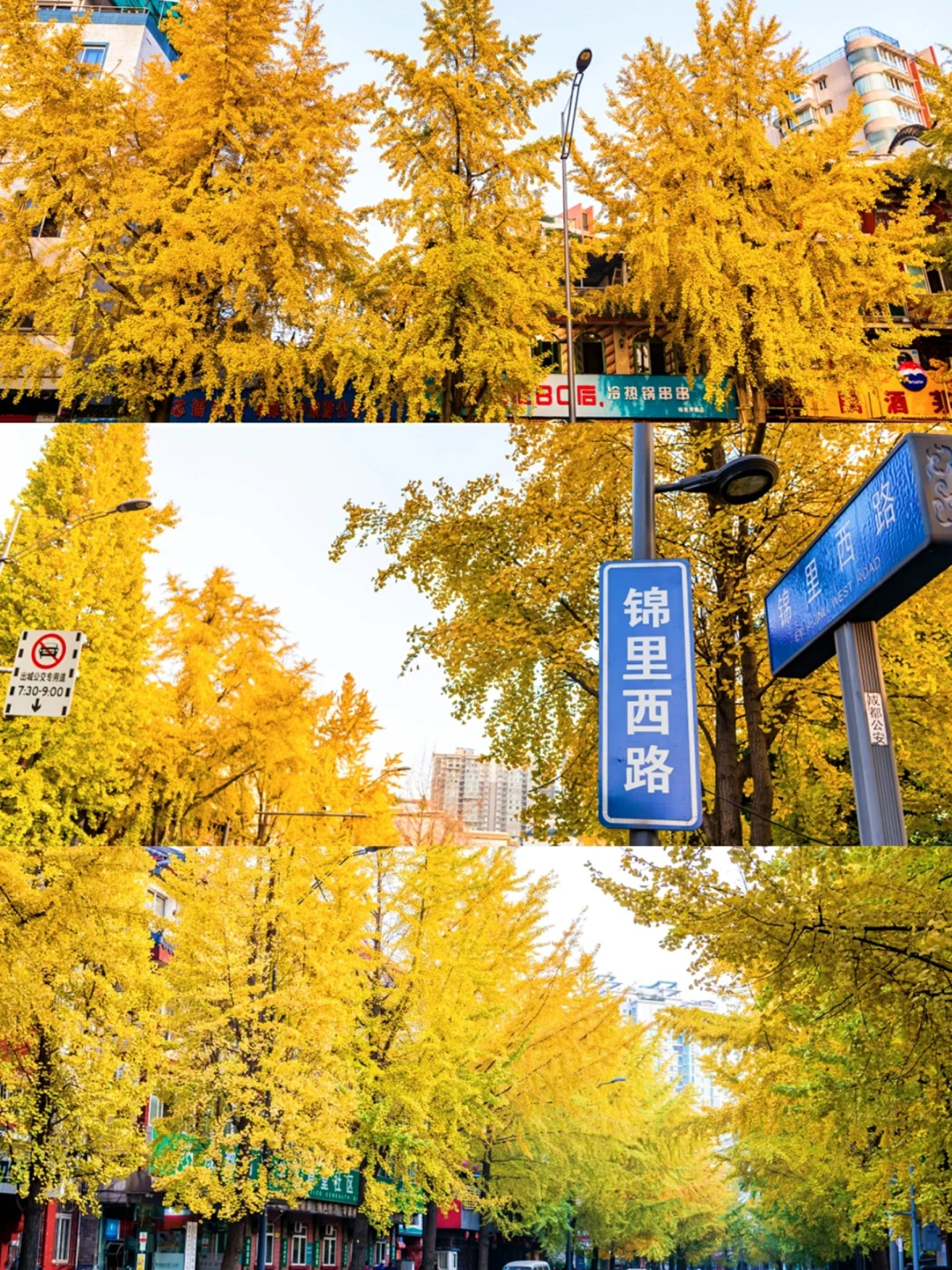 又到一年银杏季，成都最美的时候来了！
