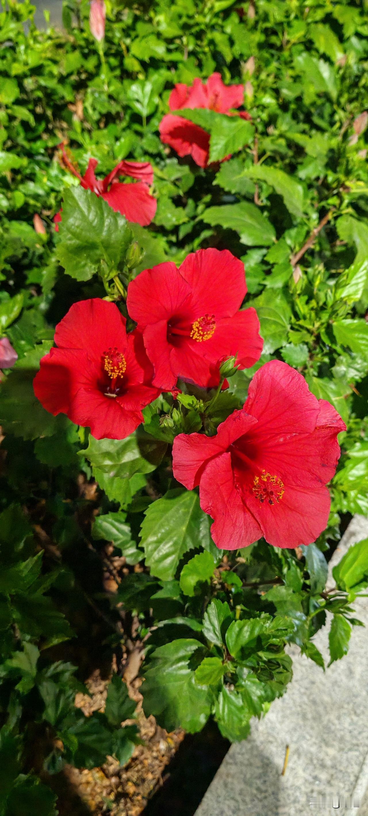 37岁女厨师长，老公是汽车销售。
有一天老公在浴室洗澡，以前她老公手机都是随身携