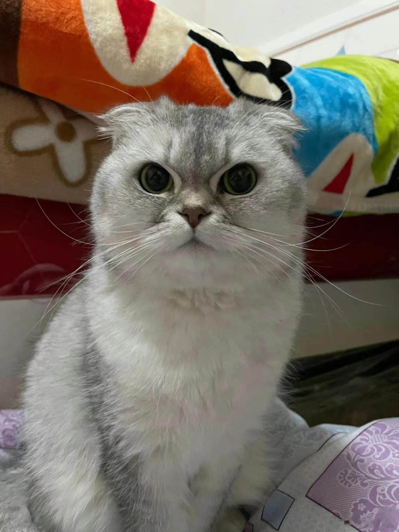 #没钱我的猫过的也很好# 说实话我自己养了这么久的猫，我都是尽力的在自己的能力里