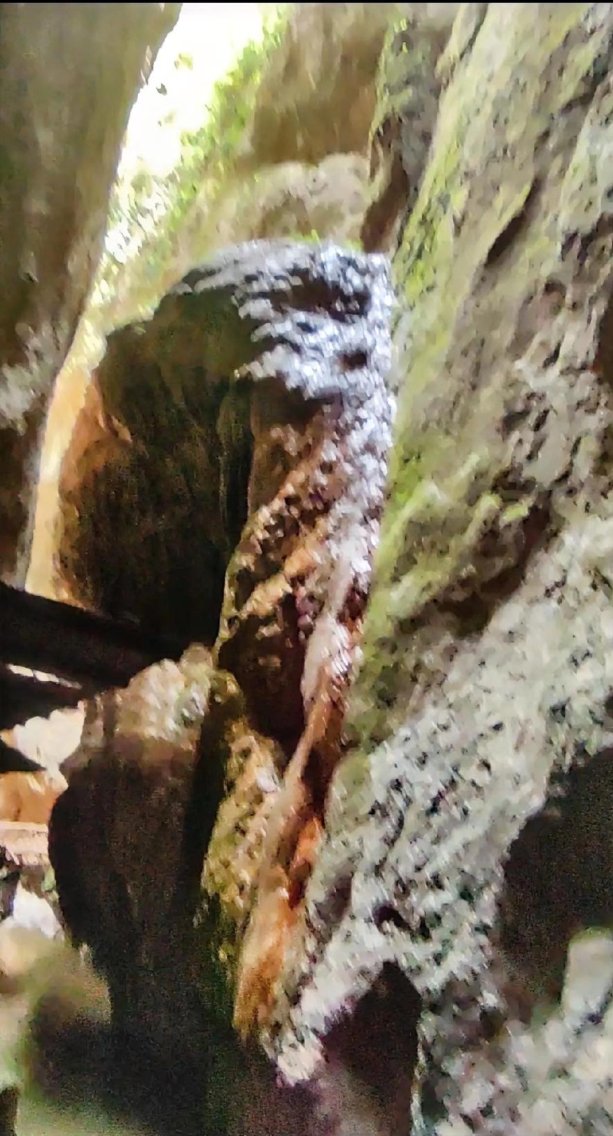 图中是“一线天”常年下雨的地方。巨大的岩石上长满了厚厚的青苔，在狭窄的一线天中，