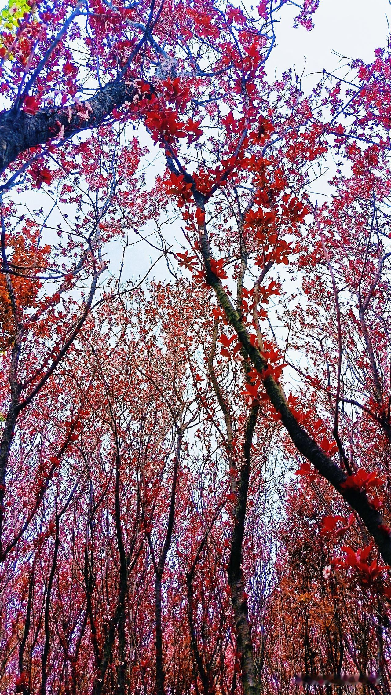 中医药过去是没有走出去，因为走出去的这个过程中被西方商业利益集团通过利益卡了专利