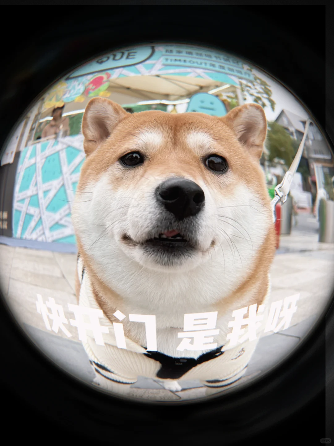 “快开门～～系小咩呀”