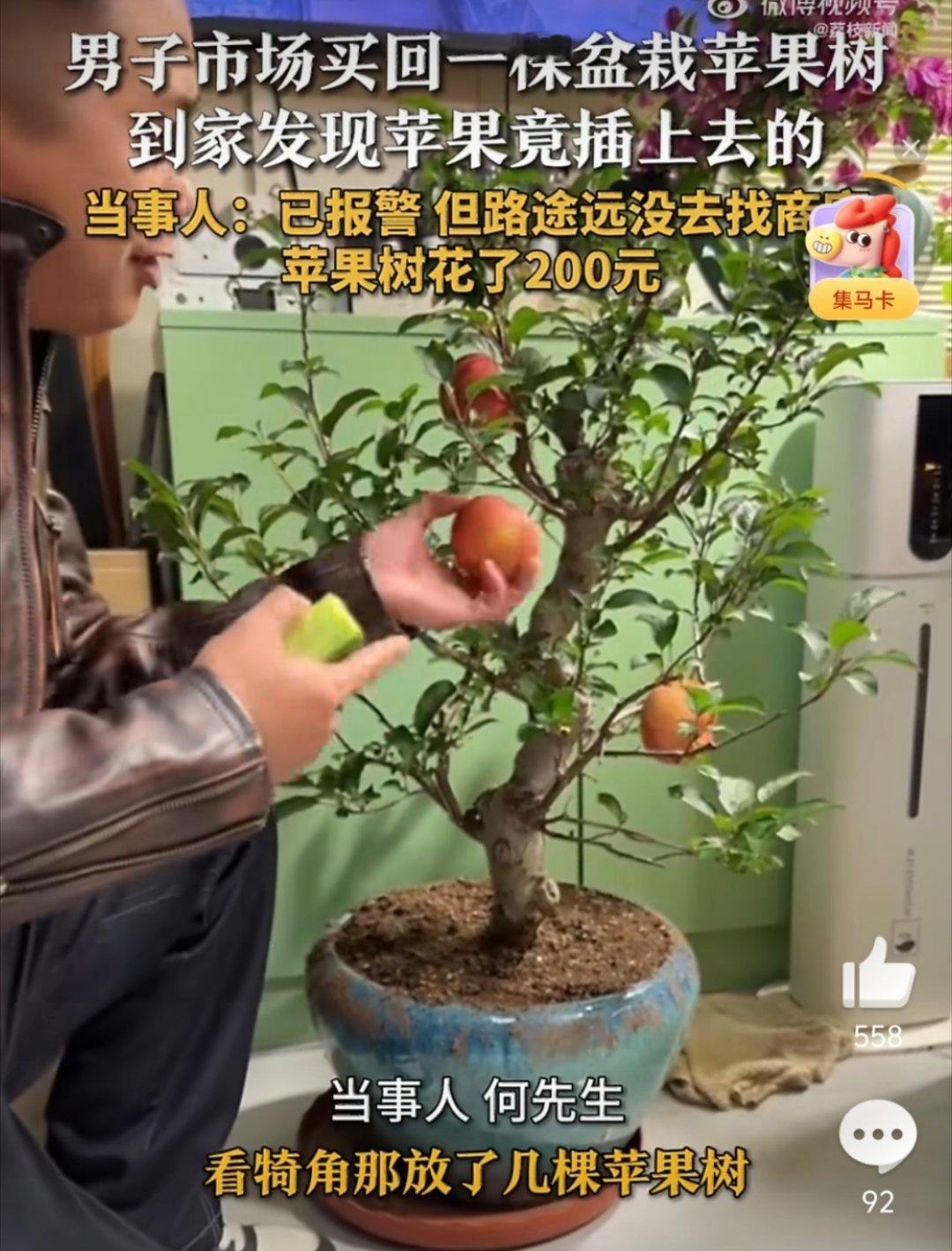 买苹果树发现苹果是插上的报警这么小的树真结不出这么大的果子