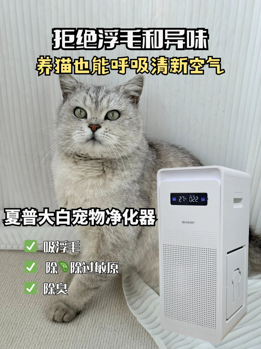 拒绝浮毛和异味!养猫也能呼吸清新空气