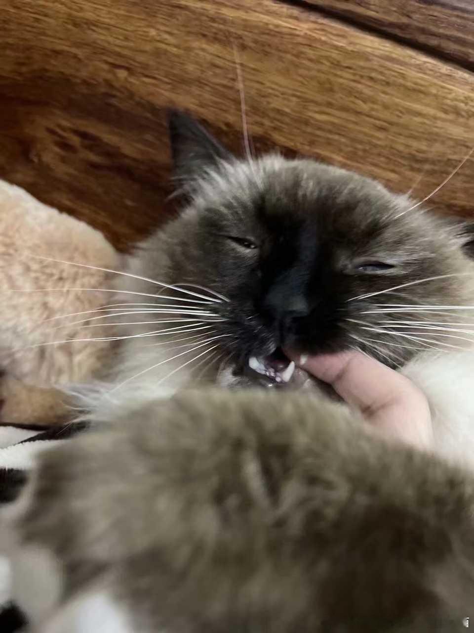 49393【丑猫】我对这鬼迷日眼的样子有信心