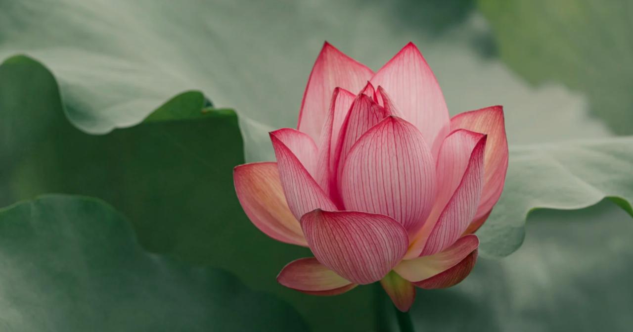 英国要发“战争债券”，钱从哪儿来？
亲爱的朋友们大家好，我是海林小百科！今天我们