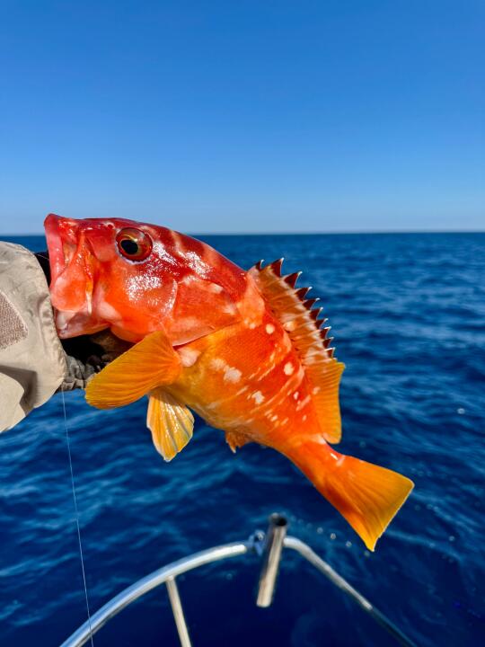 看海之蓝，钓海之鲜