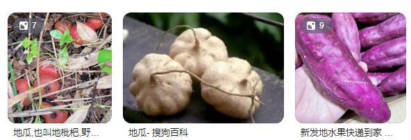 #秋日生活记录#如果你把红薯叫地瓜，那地瓜叫什么？
我们一个来自河南的同事把红薯