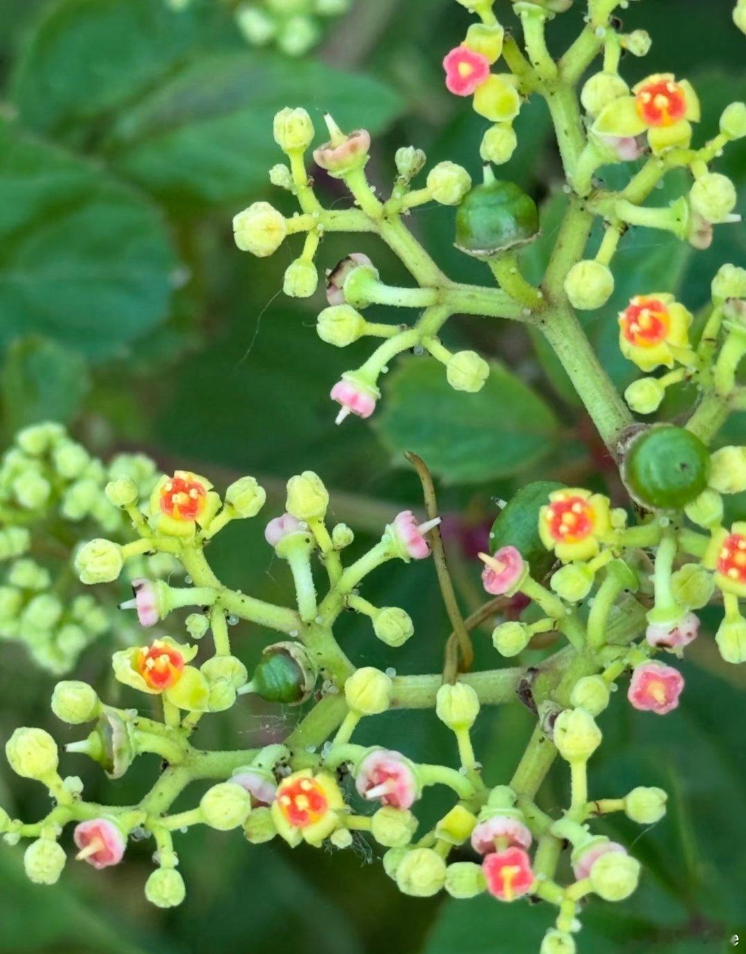 ～365植物心语～ 🌿✨📅 0️⃣6️⃣月1️⃣5️⃣日今日植物：乌蔹莓（五