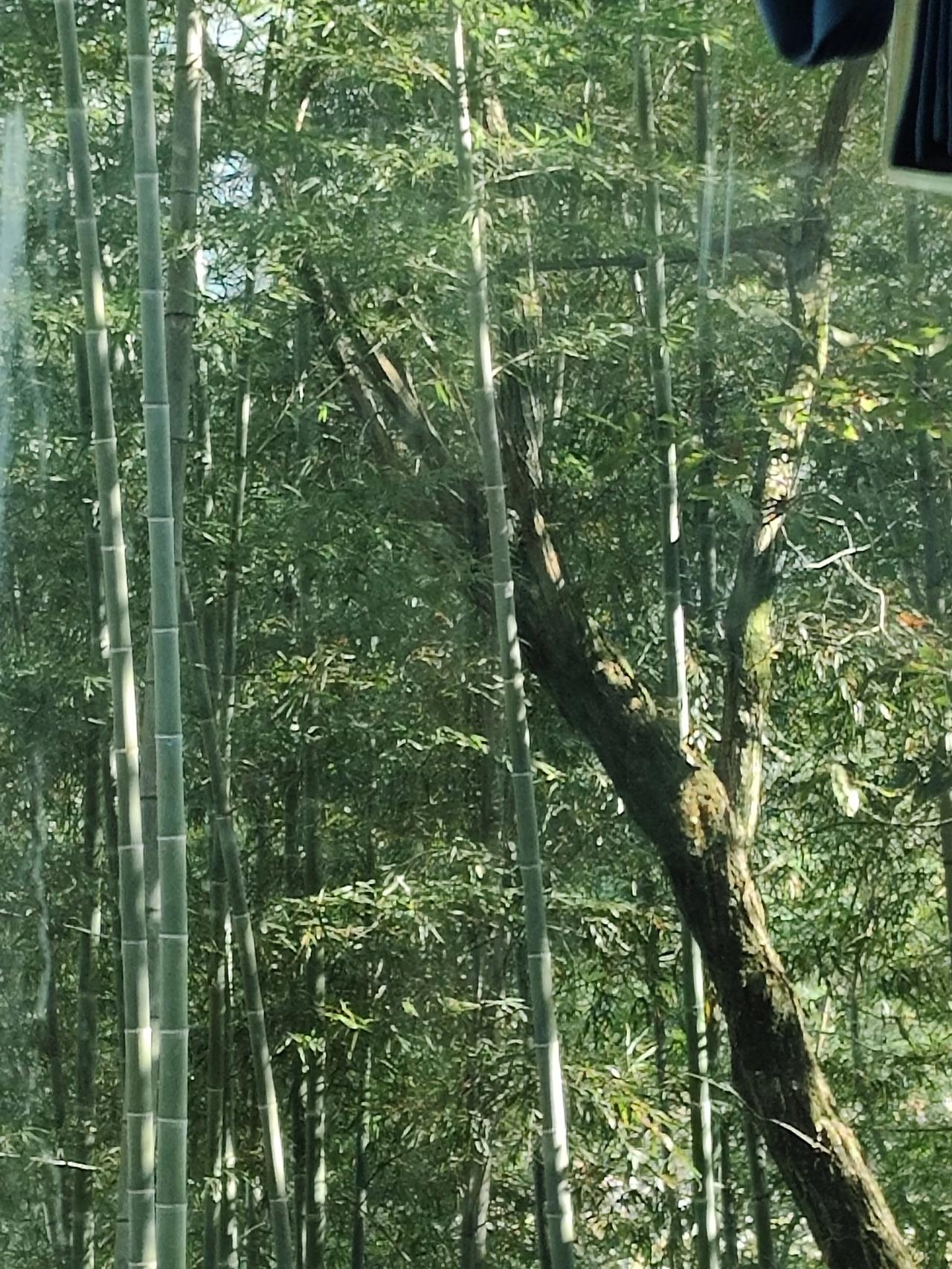 阳光暖暖，万物安然。和光同尘，岁月静好。#季节的美景# #日光下的美景# #晒一