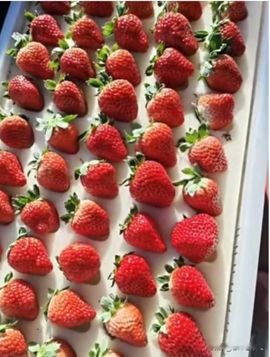 冬日生活打卡季又到了一年一度草莓自由时间了。新鲜的头茬草莓散发着沁人心脾的果香。