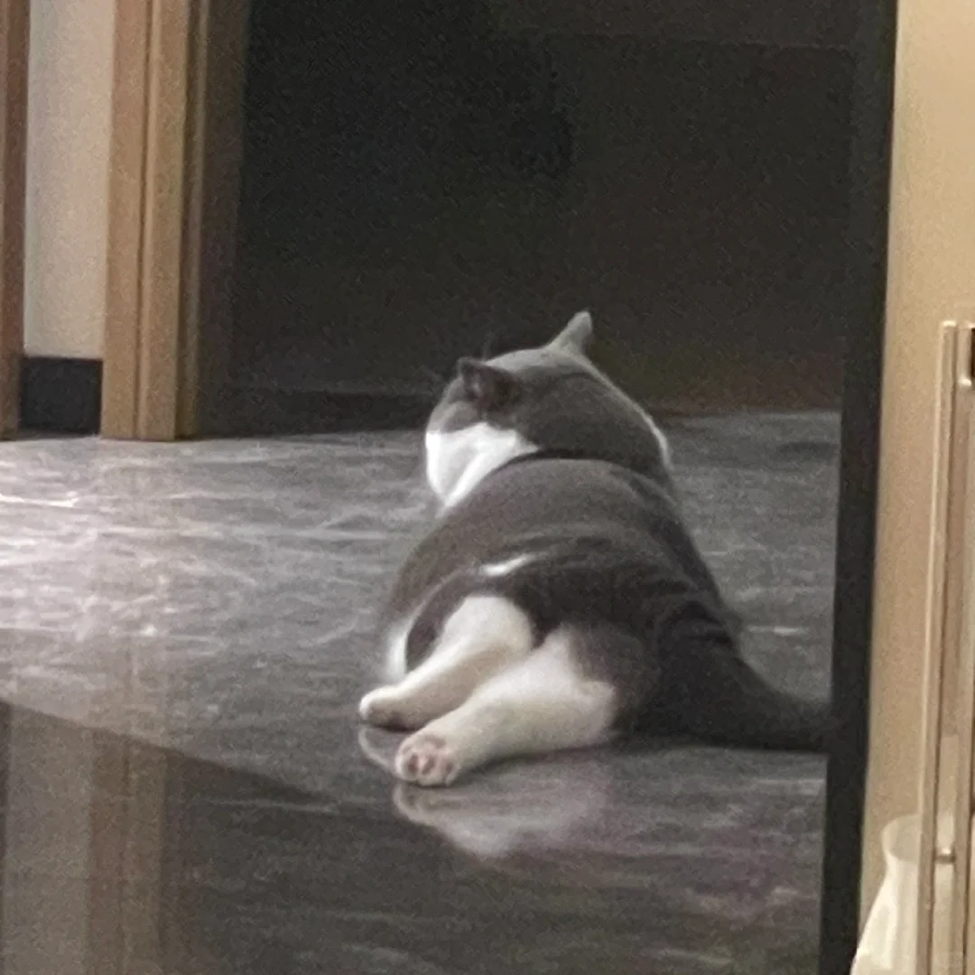 迷离小猪崽儿