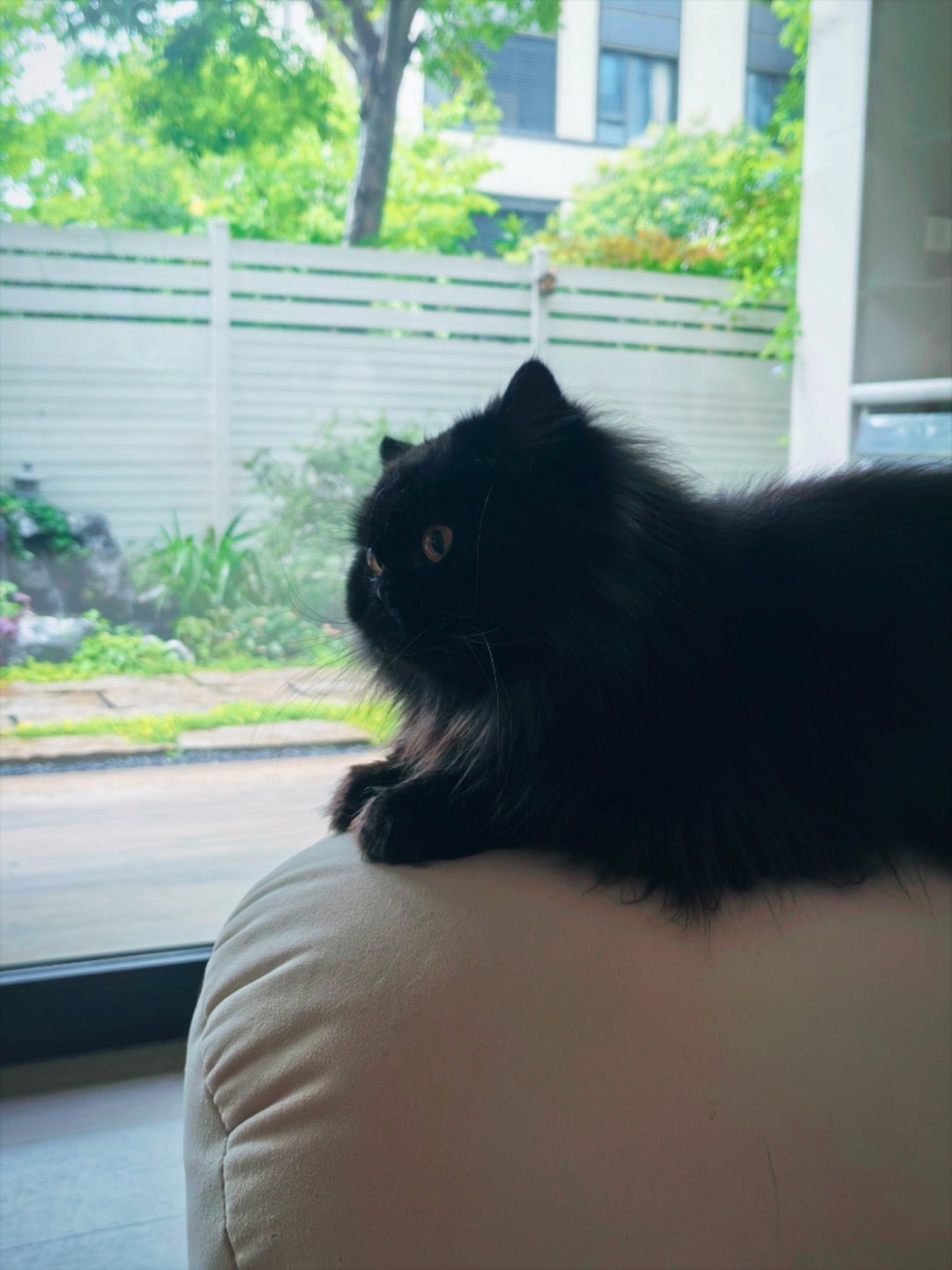 生活手记 包子脸🐱 
