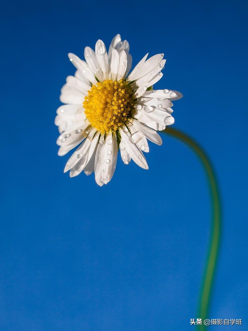 只拍一朵花，你知道怎么拍好看吗？
图1是雏菊（白色花瓣，黄色花心，超可爱），图2