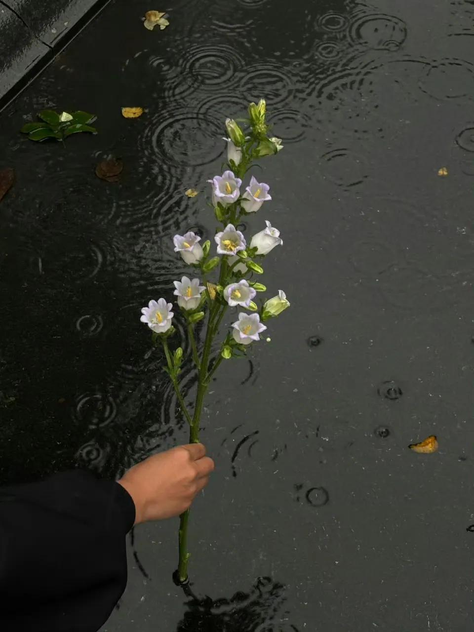 爱上雨天只需要一支风铃花