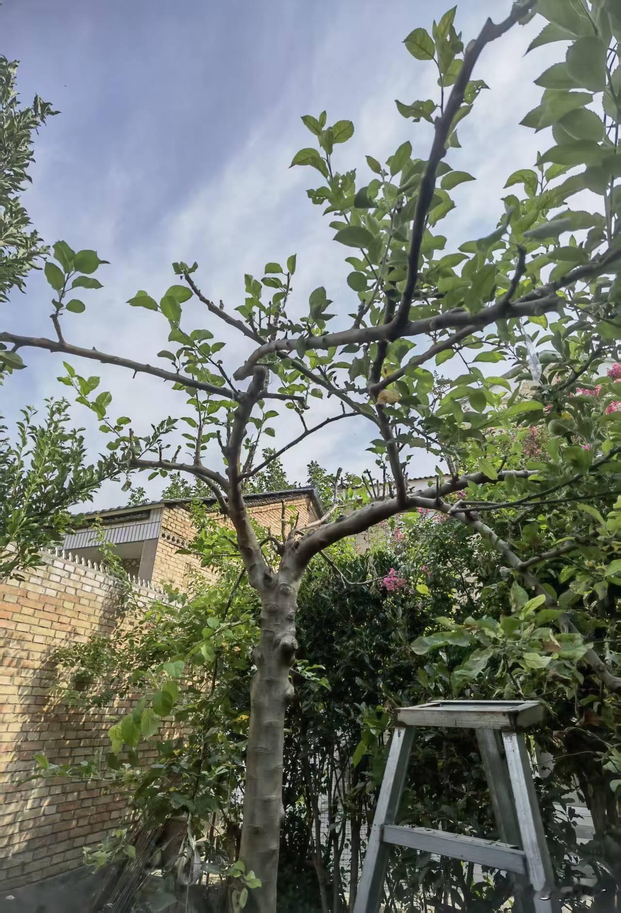 我的苹果树
很早之前听说日本有上百年的苹果树，每年果实累累，令人感慨！翻建老房时