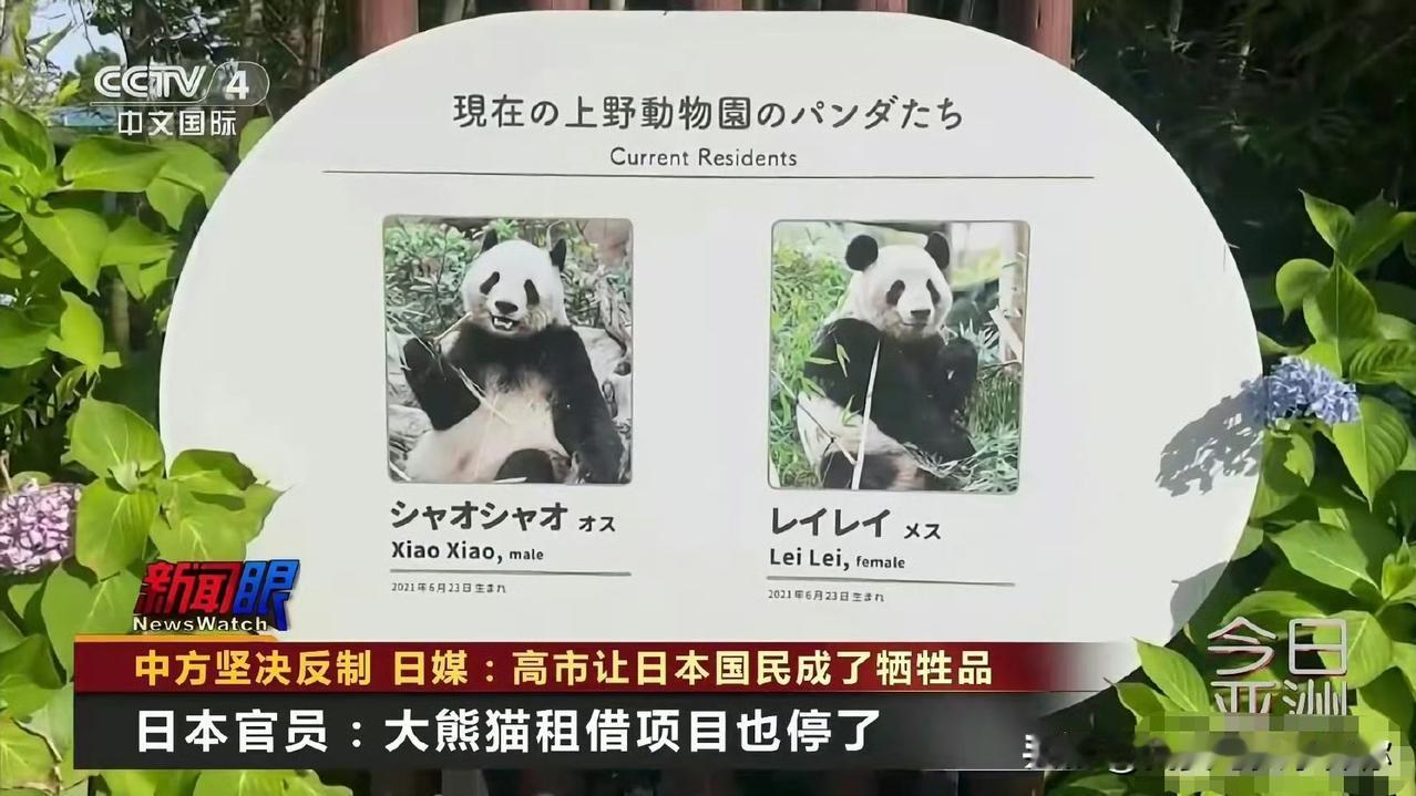 日本要没熊猫了

最后两只大熊猫晓晓和蕾蕾明年2月就要回中国了。日本民众排着长队