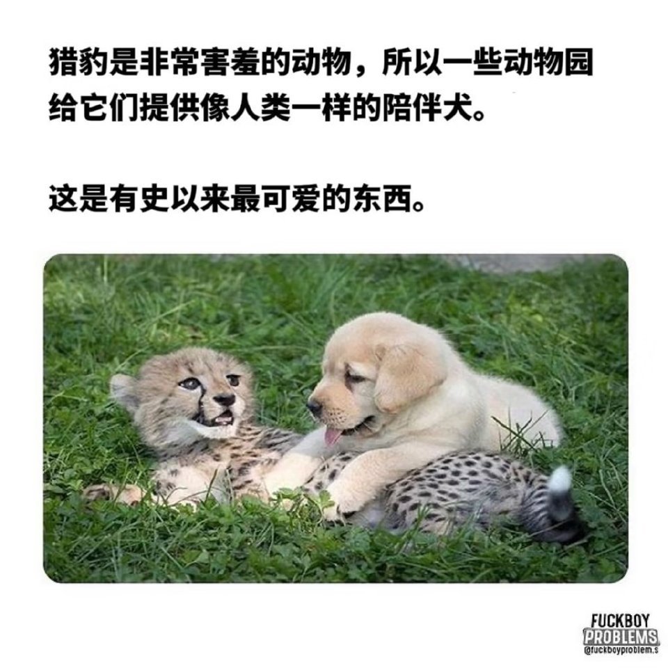 猎豹是非常害羞的动物[哆啦A梦吃惊] ​​​#搞笑# ​​​