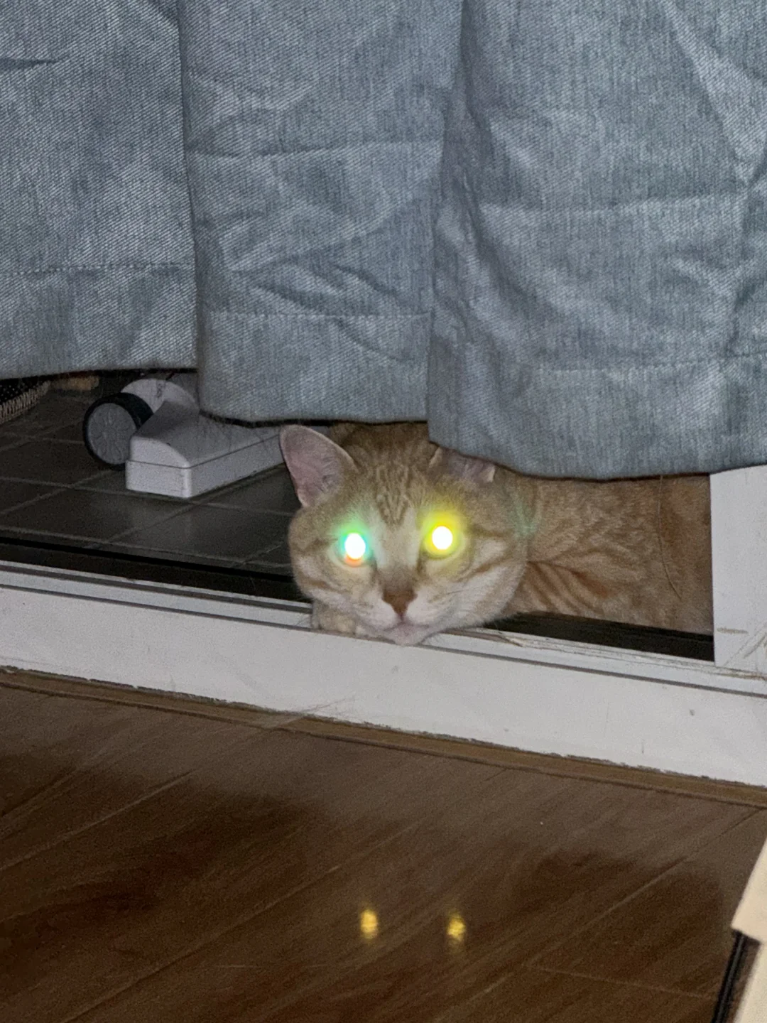 七彩镭射猫