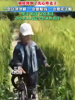这么小又这么负责！萌娃骑车时摔倒了，把邻居家的小麦压倒一片，萌娃看到自己闯祸了，