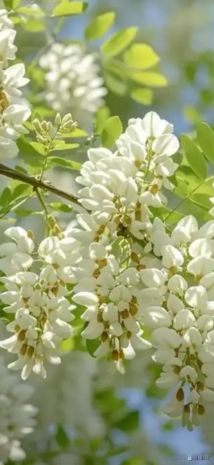 四月将尽，桃李谢了，樱花落了，海棠也倦了。正当百花争艳的热闹归于沉寂，槐花却不声