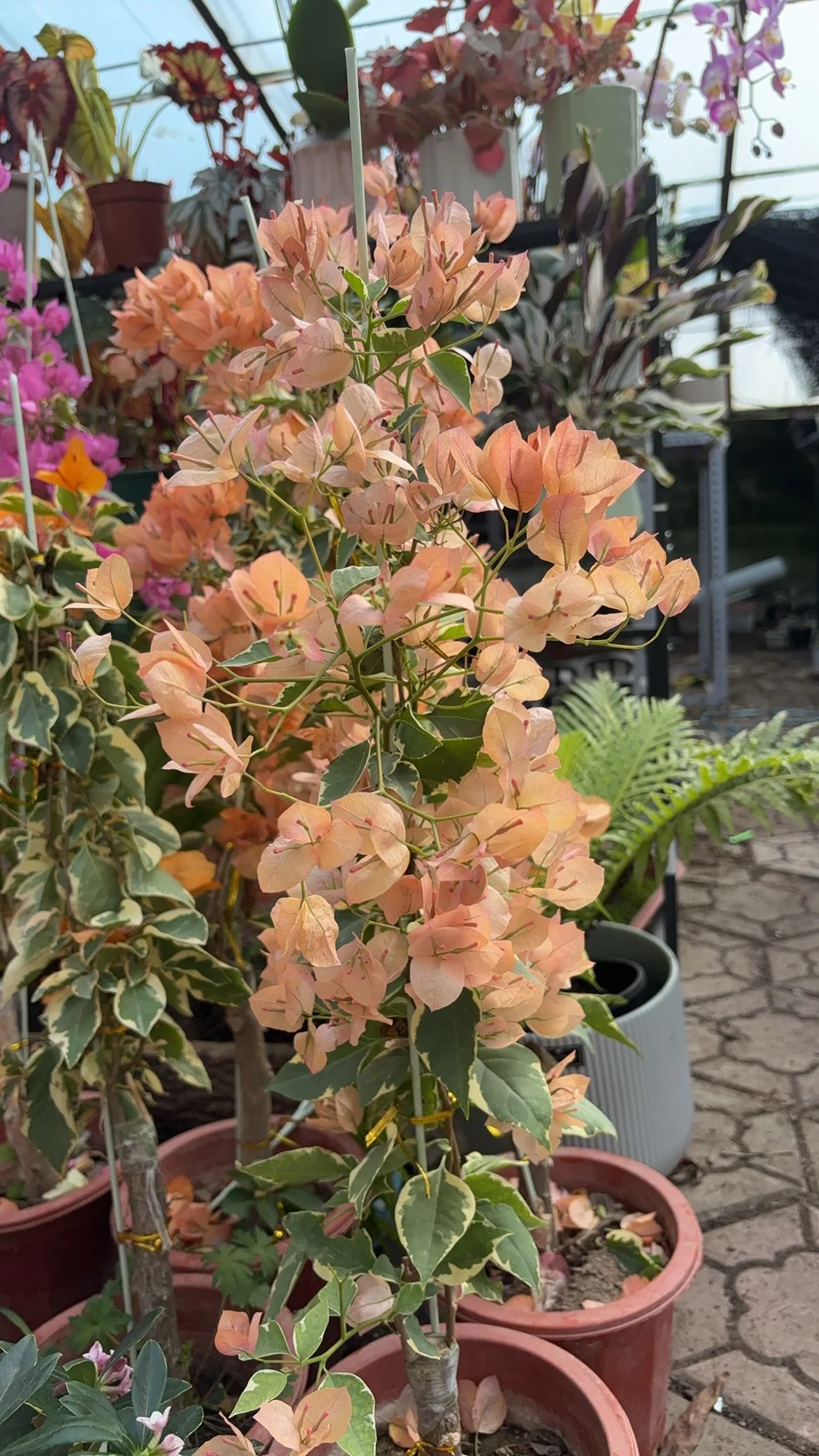三角梅，哈尔滨鲁商附近花棚