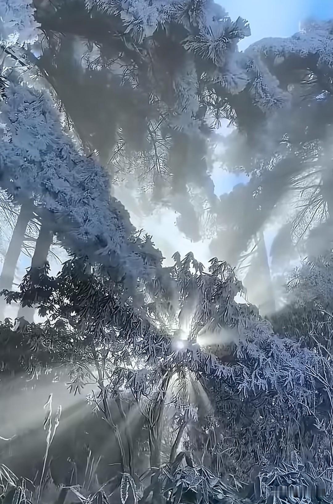 七律•慢下时光静己心
慢品流年岁月深，
闲抛俗虑静尘心。
风摇翠竹添幽趣，
月照