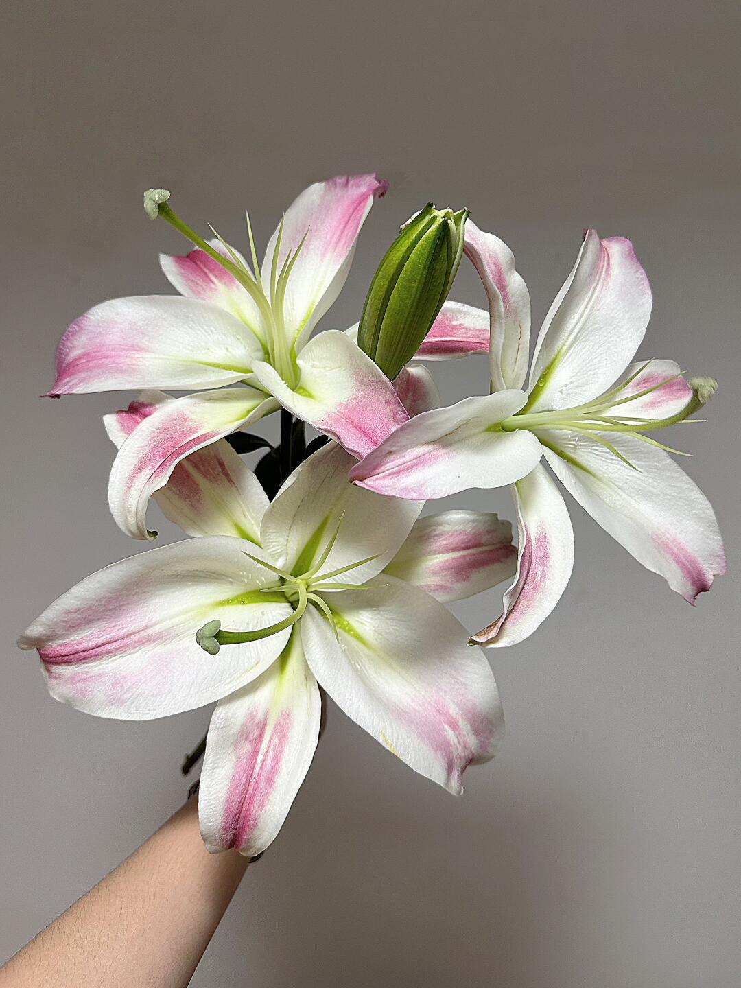 香水百合——阿尔巴雷特