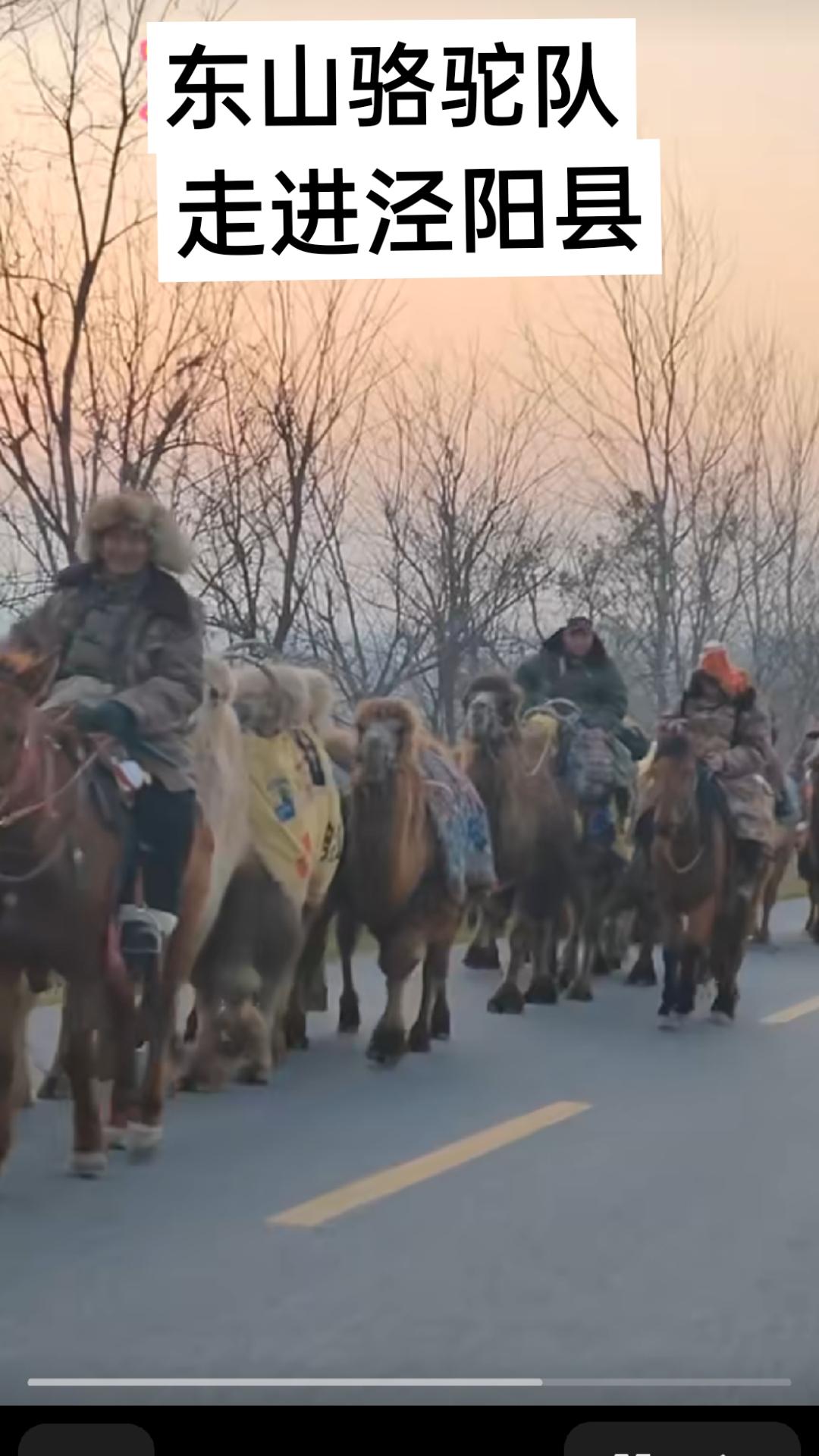         东山骆驼踏着千年蹄印走进泾阳，中国大地之原点的晨光里，交警开路护