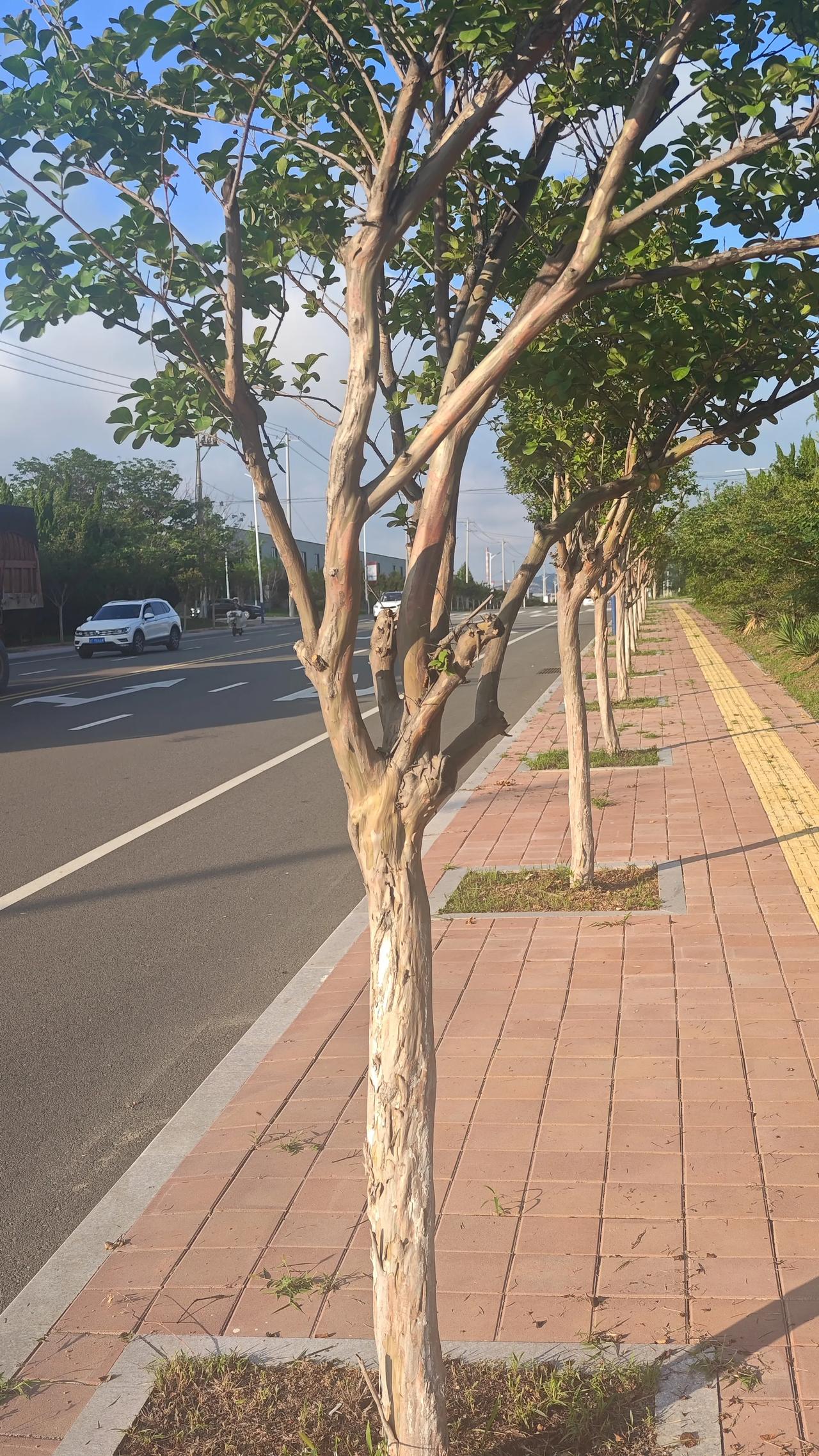 路遇“无皮树”杂感
人要脸，树要皮！
人有不要脸的，树有没有皮的。
人不要脸，天
