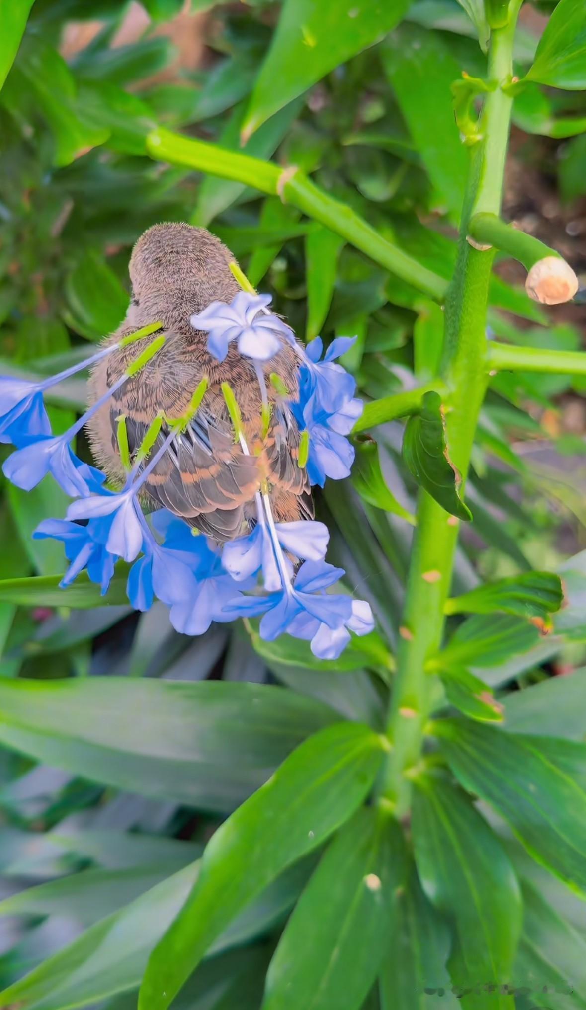 flower and bird