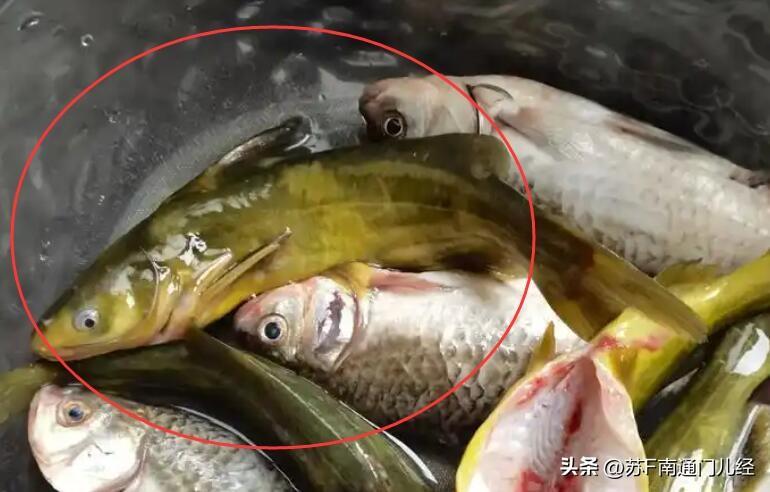 图上这种河鱼，南通各地方言怎么说？金沙话叫“淹司”（音似），拼音“ng-ang 