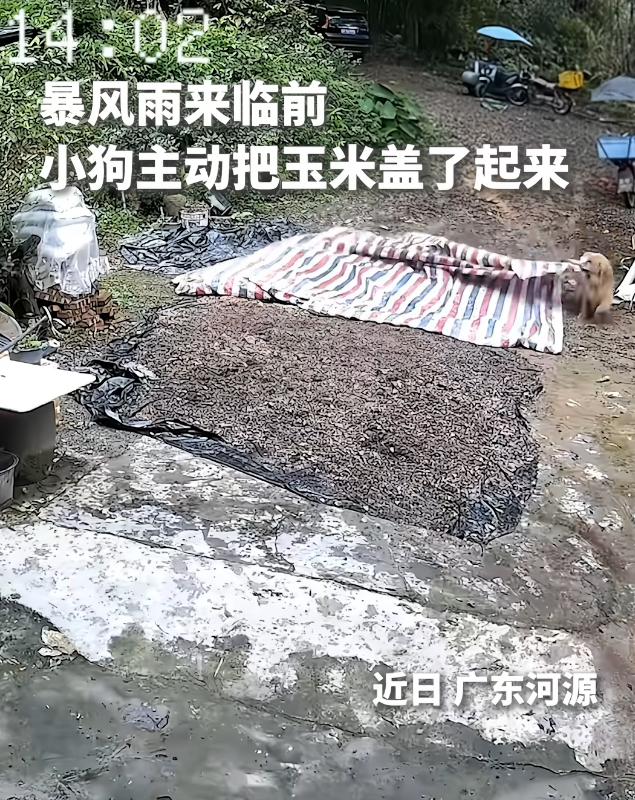 广东农村，一对夫妻外出干活时突然遇上暴雨，想起家里院子里还晒着玉米，急忙赶回家。