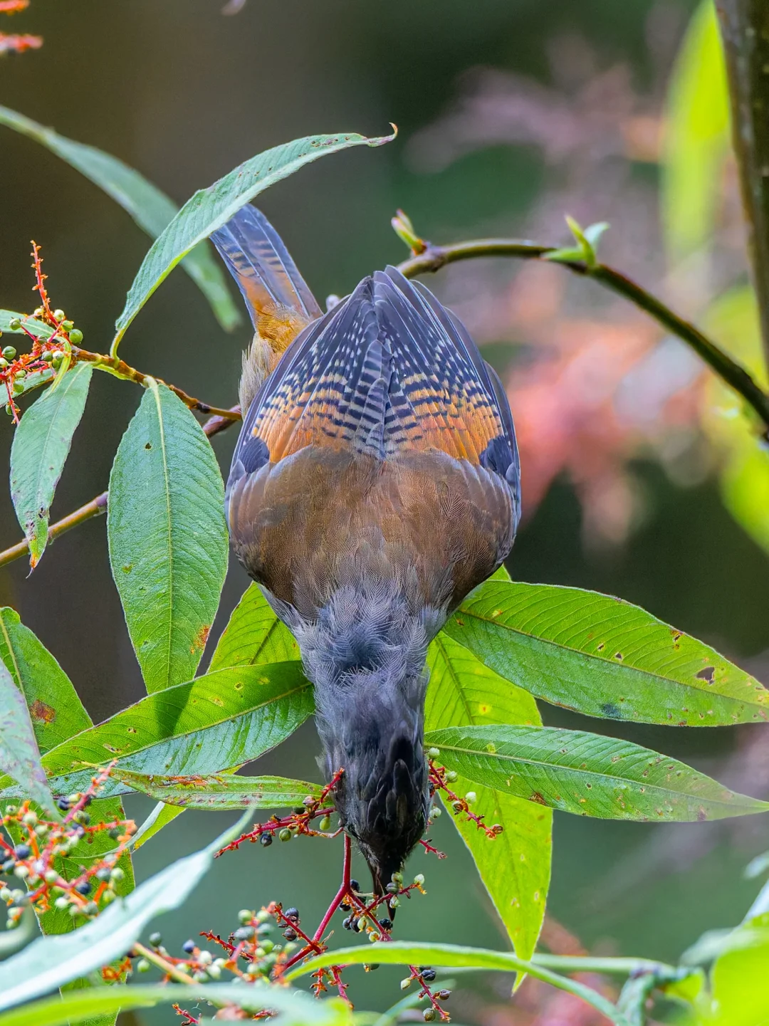 纹胸斑翅鹛看上去真的很飒！