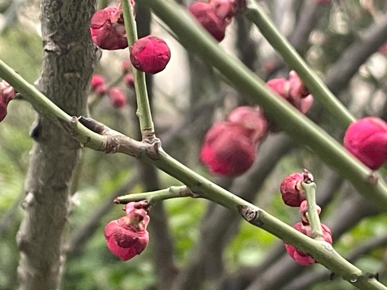 【七绝•宿雨忽将春日顾】
宿雨忽将春日顾，红梅坦对皆无惧。
一身靓丽惹人欢，又把