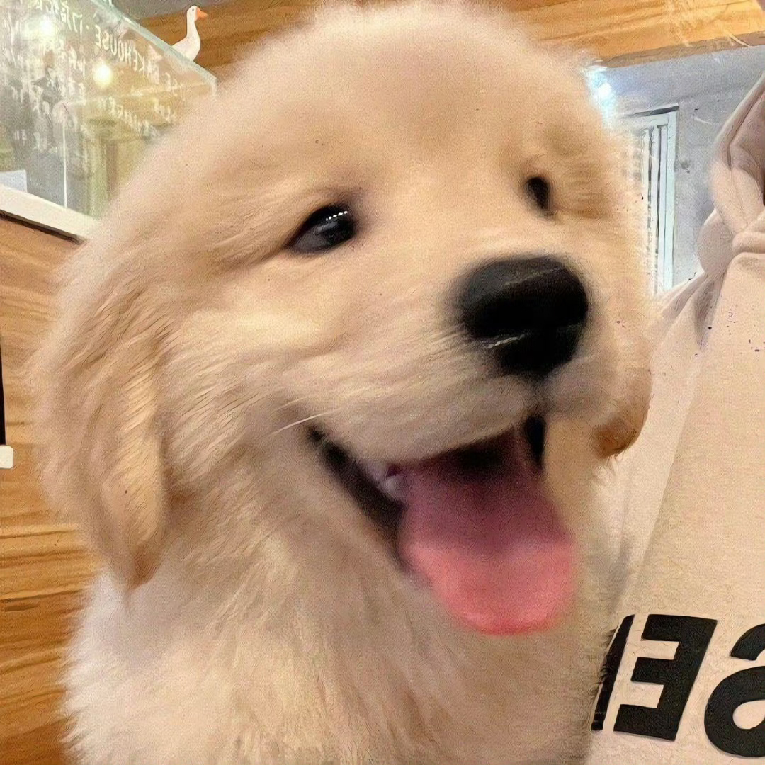 世界需要小金毛～🐶 