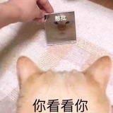冷月爱聚影视剧