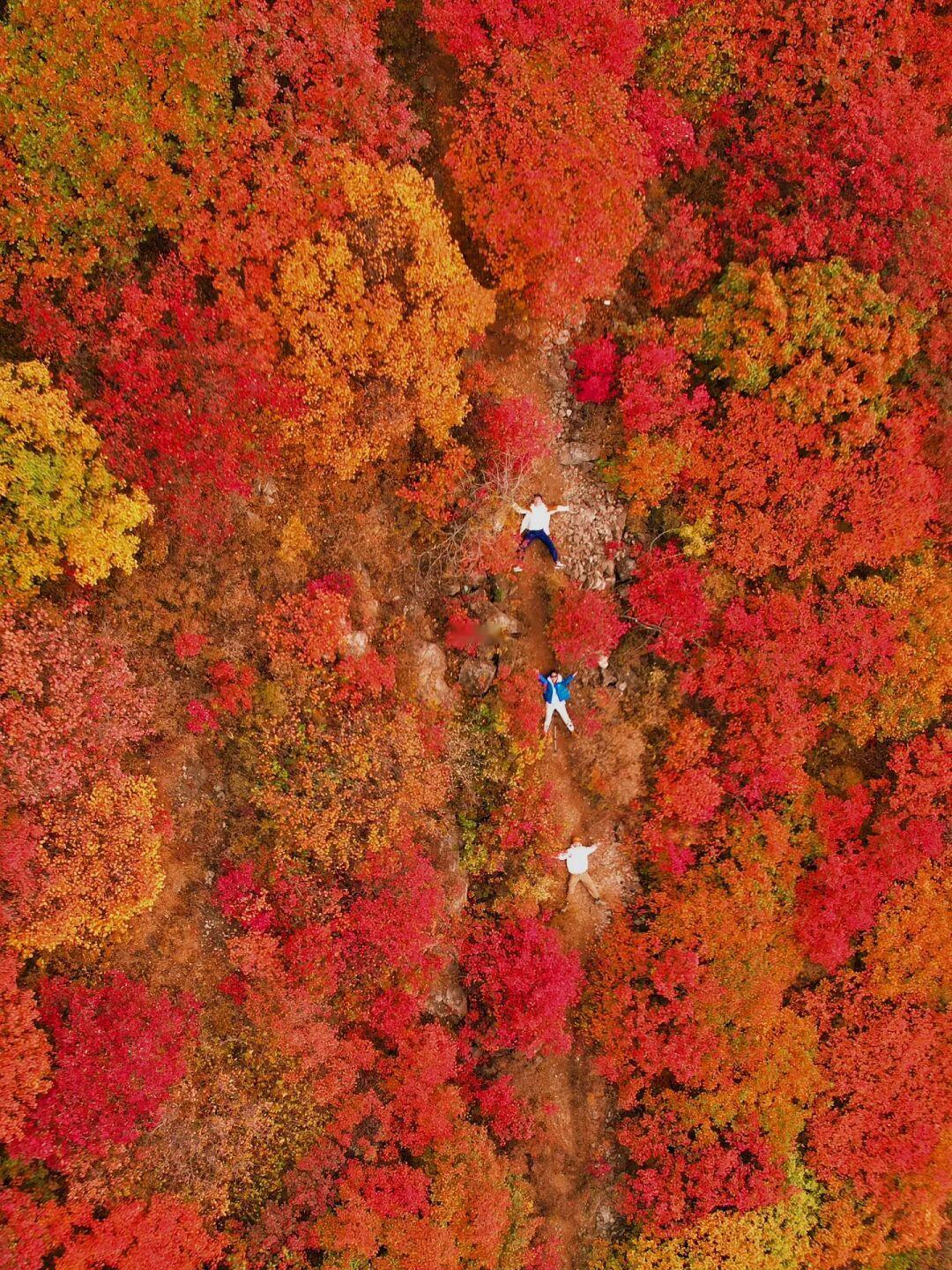 北京封神级赏秋圣地🍂舞彩浅山步道全红了