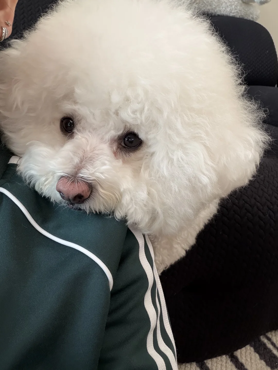 是超粘人的小狗一枚