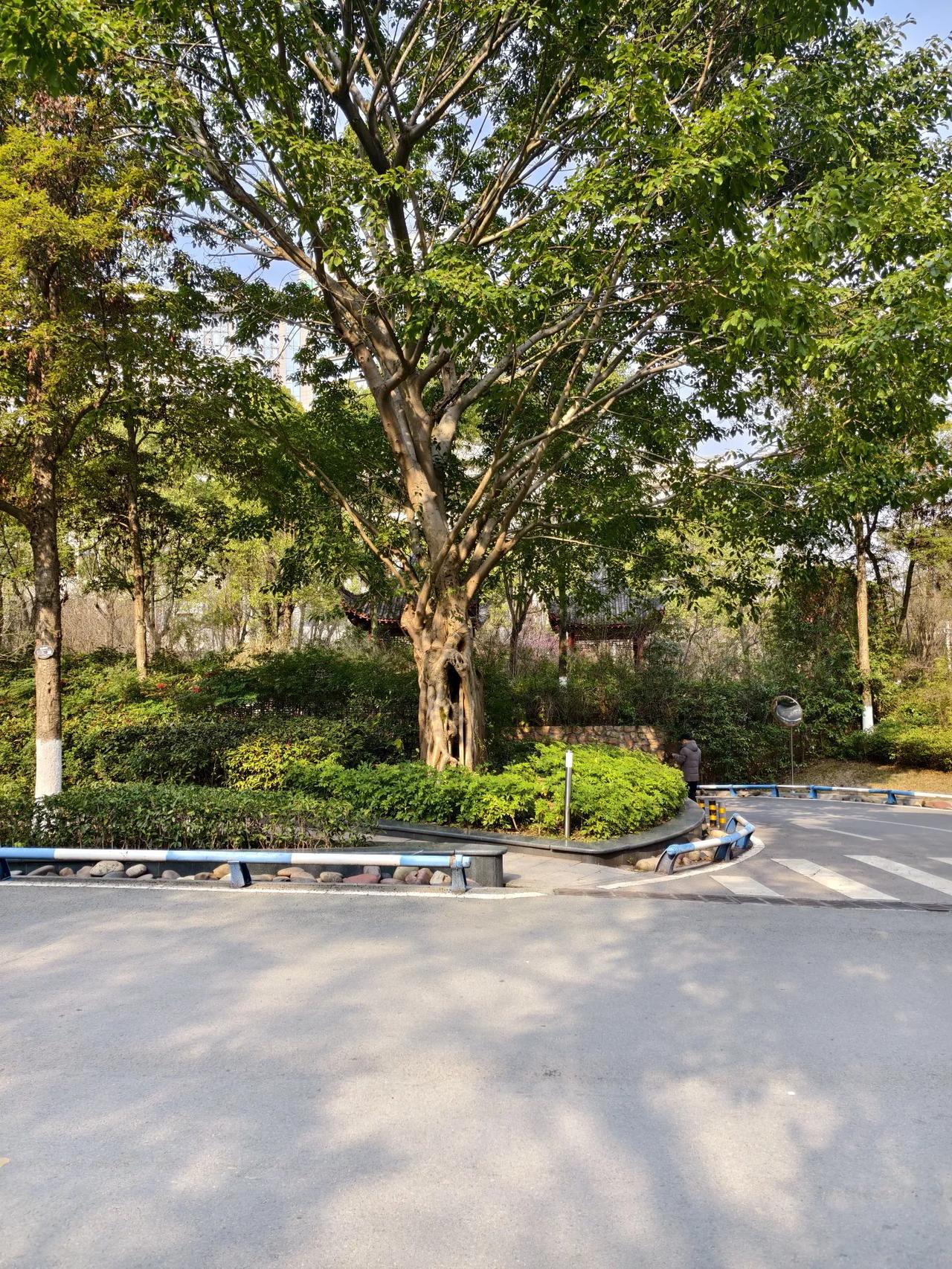 风景如画
       ——南木子
风景如画看足医，
春阳和煦好喜气。
绿叶葱葱