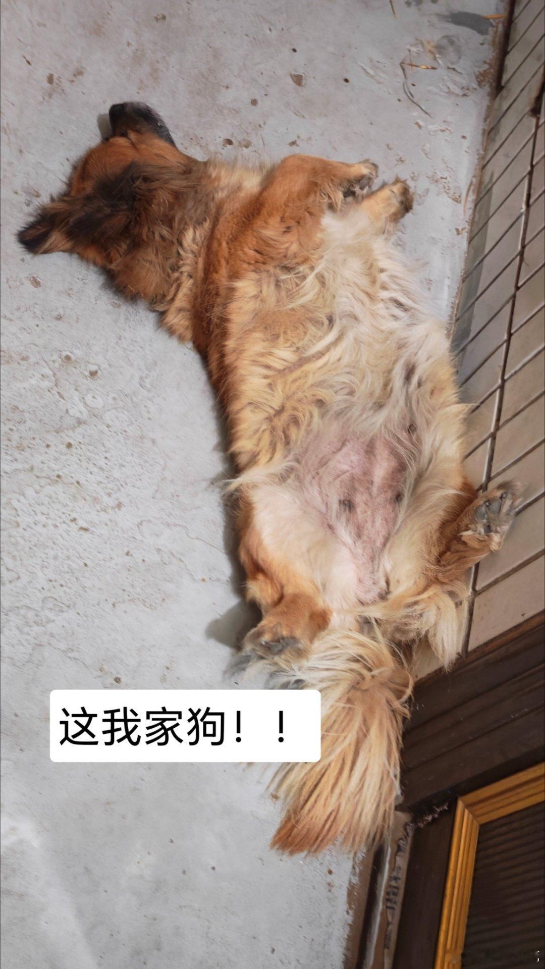 狗狗不慎咬伤孩子被卖满眼惊恐不慎，咬伤孩子。被卖，眼神清澈！！！我家的狗，你把手
