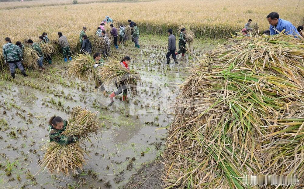 我相信很多人不知道什么是双抢？只有我们七十岁左右的人才亲身经历过，才会知道，并且