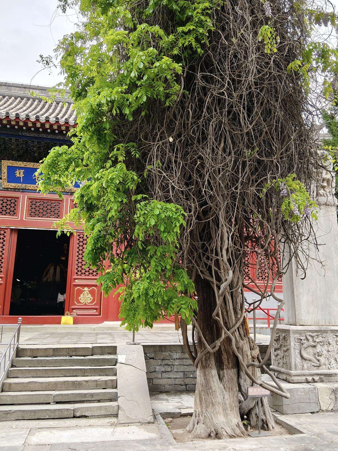 万寿寺今日见闻
从西苑医院就医回程的最后一站，去了万寿寺。
进万寿寺山门，慧日长