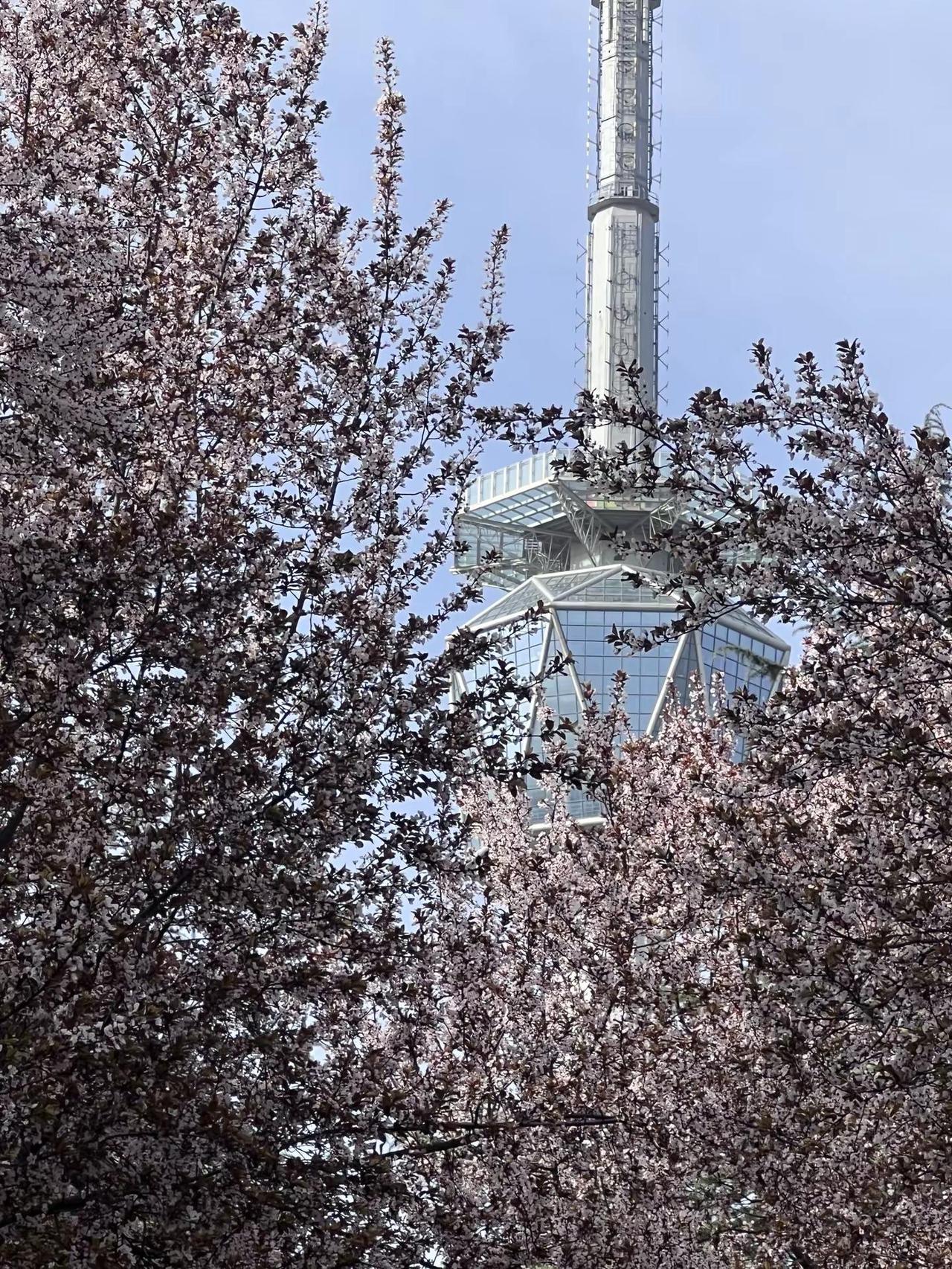 西安春日浪漫：电视塔×紫叶李 西安电视塔紫叶李开爆了！春日顶流机位风一吹，花瓣就
