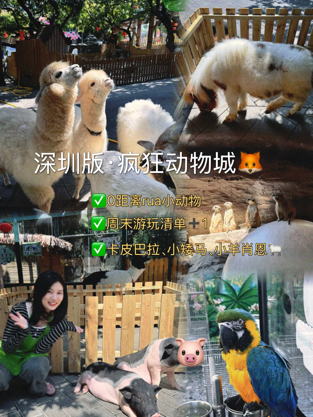 深圳｜佛系卡皮巴拉上线，被小矮马萌翻🥕