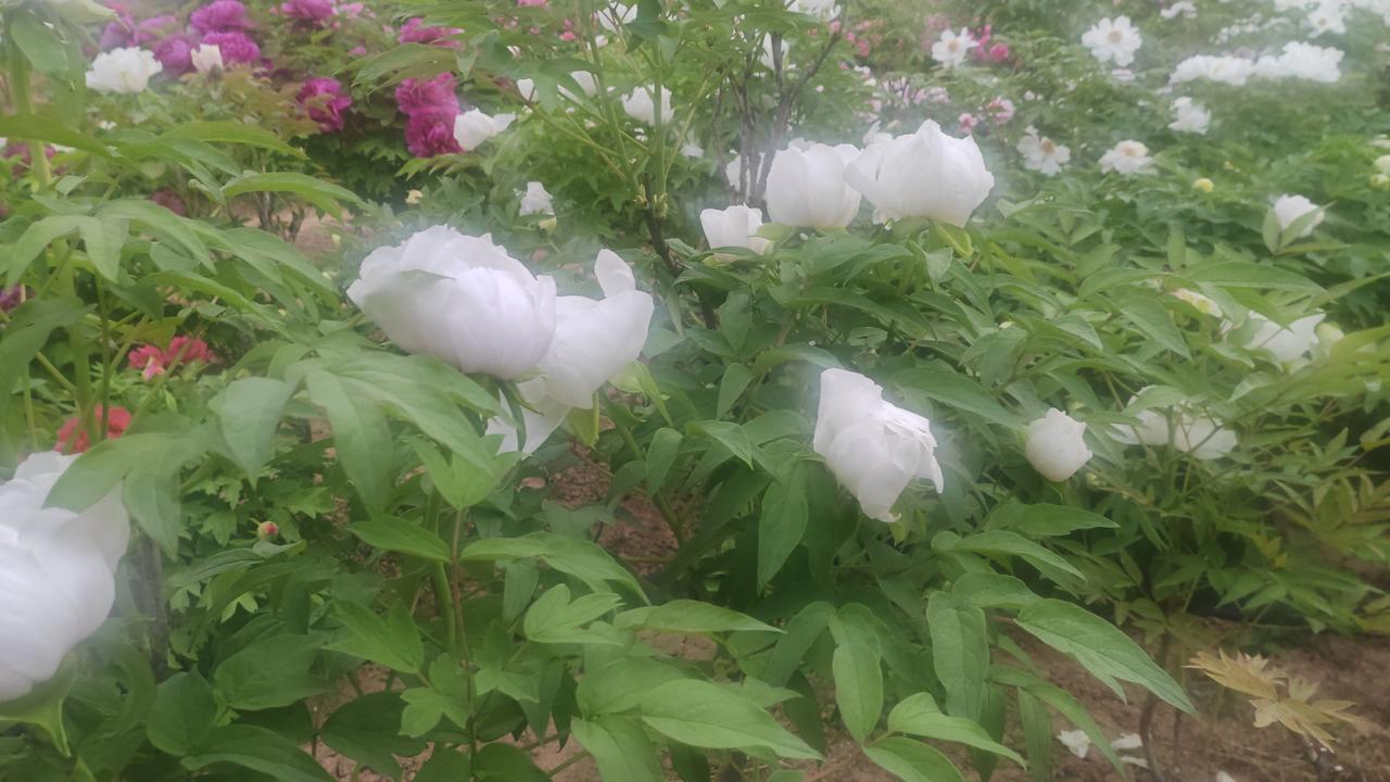 牡丹花照片分享春日的牡丹园里，白牡丹开得正盛。团团白花像温润的白玉，缀在翠绿枝叶