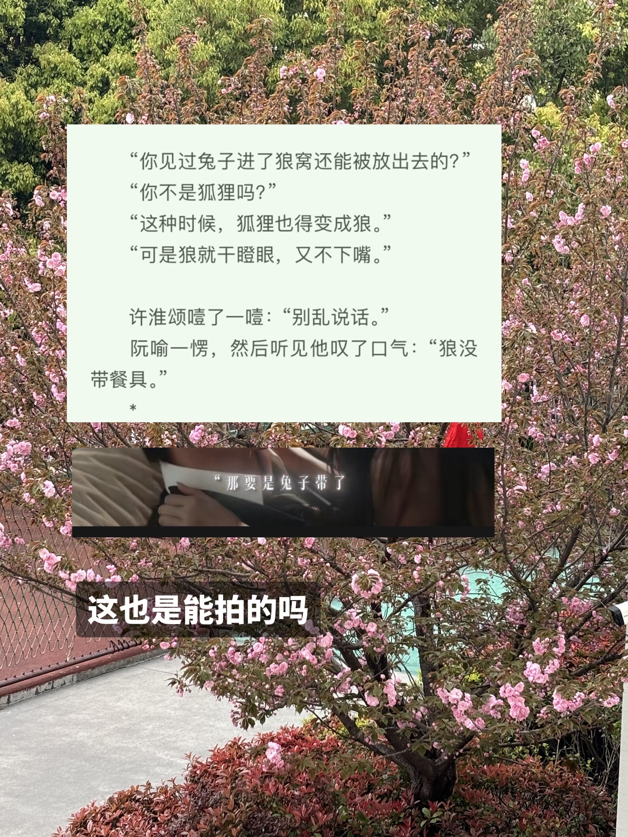 兔子小姐更胜一筹🥰