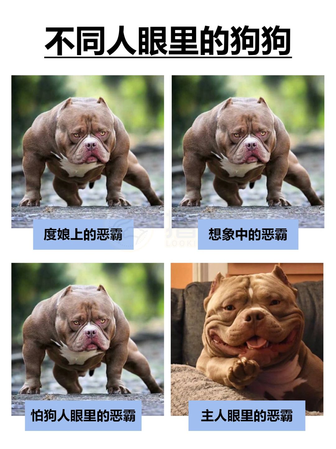 不同人眼里的不同狗狗🐩