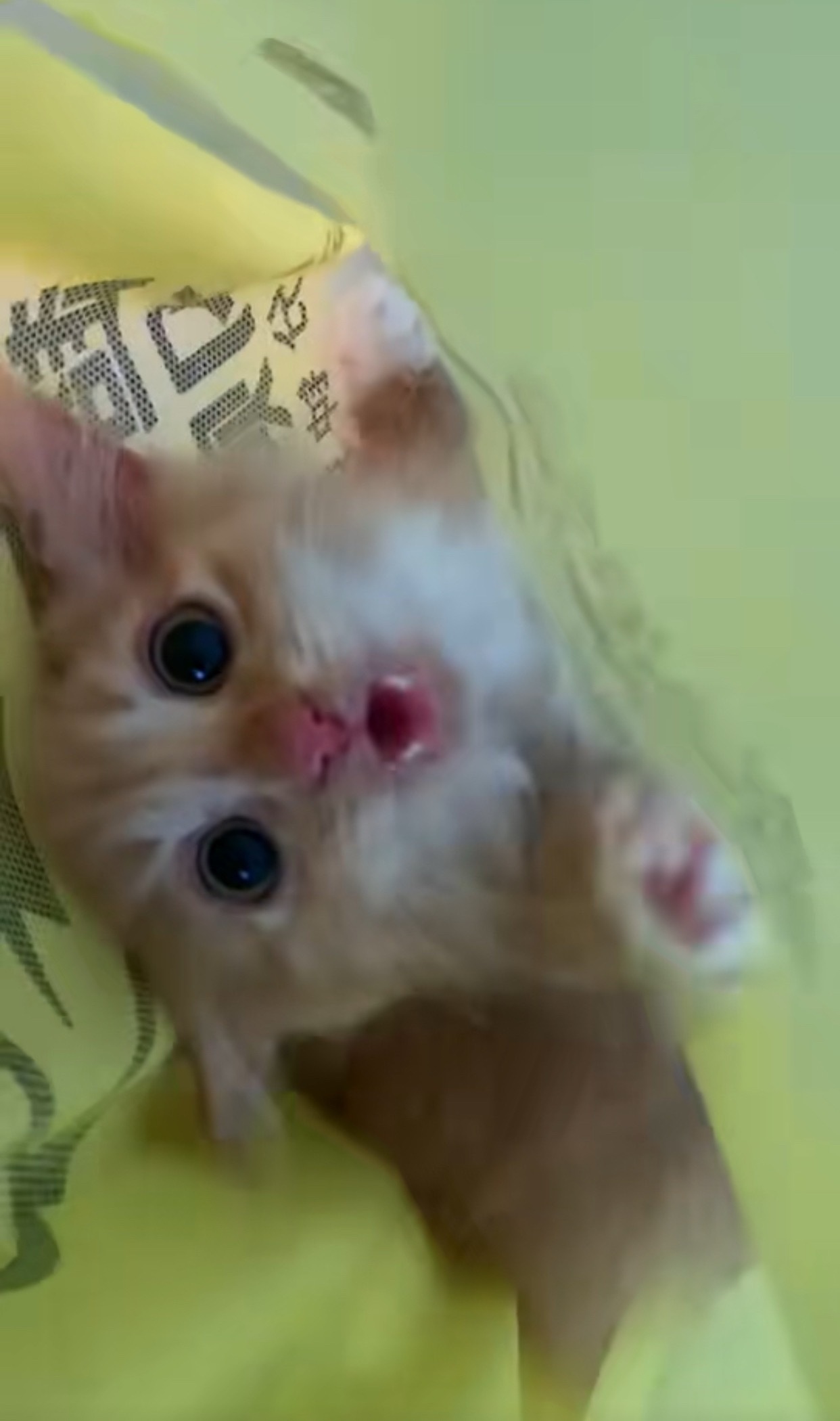 新到家的哈基米萌死了