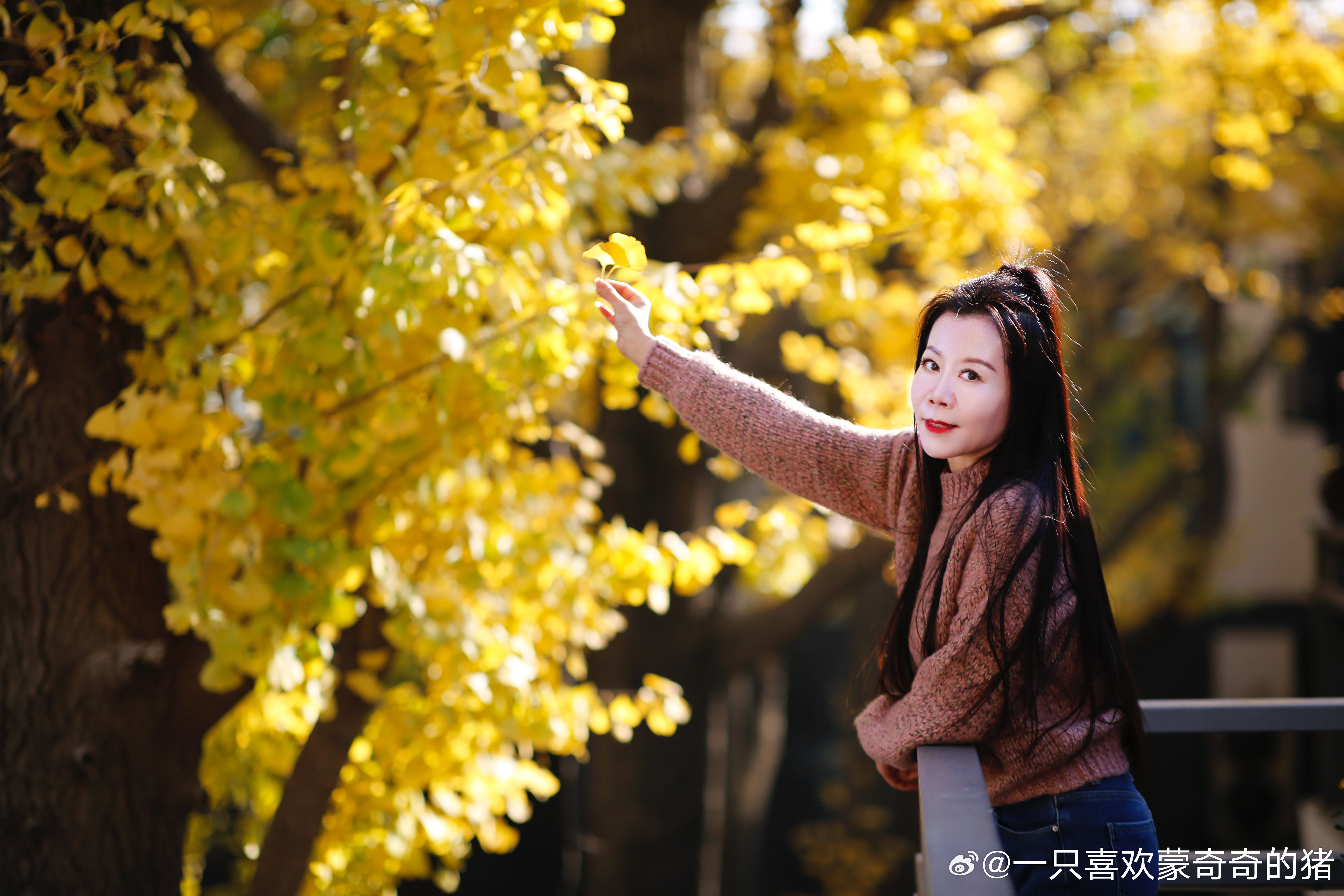 一树灿烂满地的金黄阳光倾泻而下诗意与温柔同在☀️☀️☀️  ​​​
